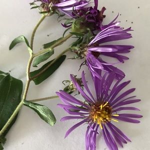 Meet your Posher, Vicki